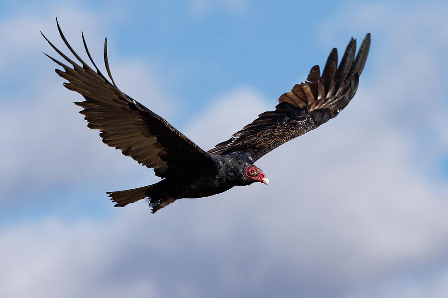 Turkey Vulture Flyby Against a Perfect Sky Photograph by Tony Hake