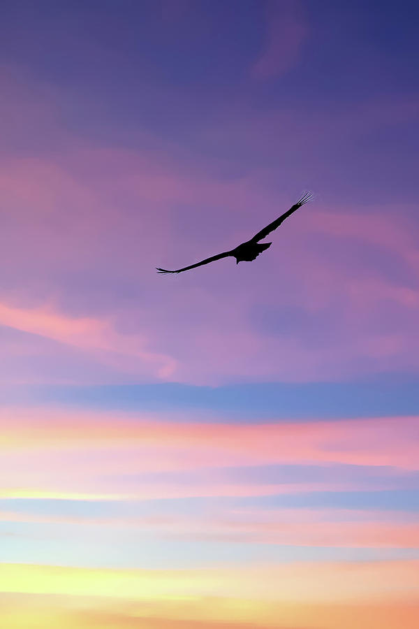 Turkey vulture flying Photograph by Steve Estvanik