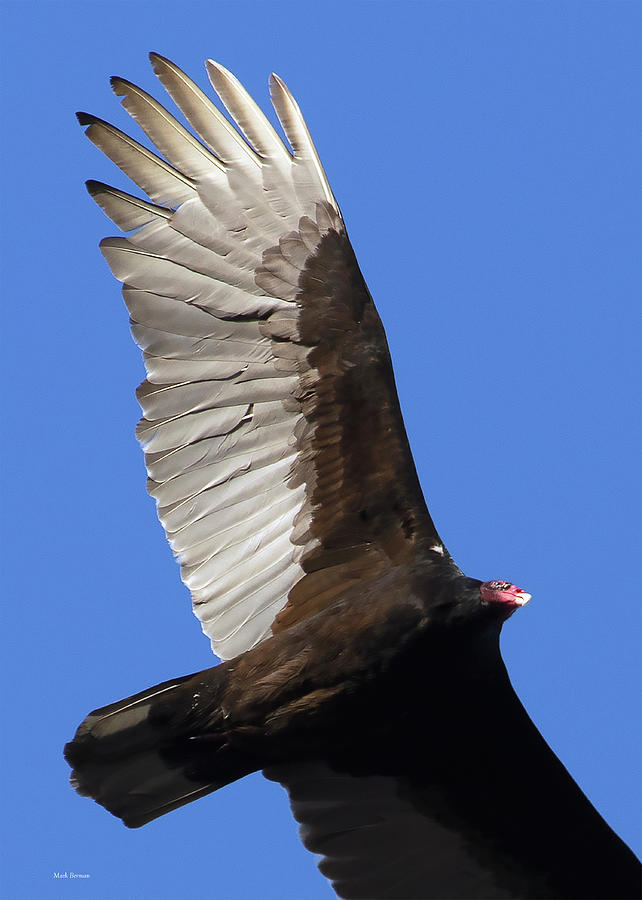 Turkey Vulture Flyover Photograph by Mark Berman