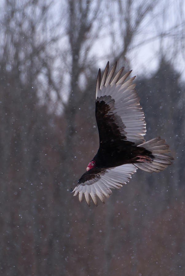 Turkey Vulture Flys in Snow Photograph by Flinn Hackett