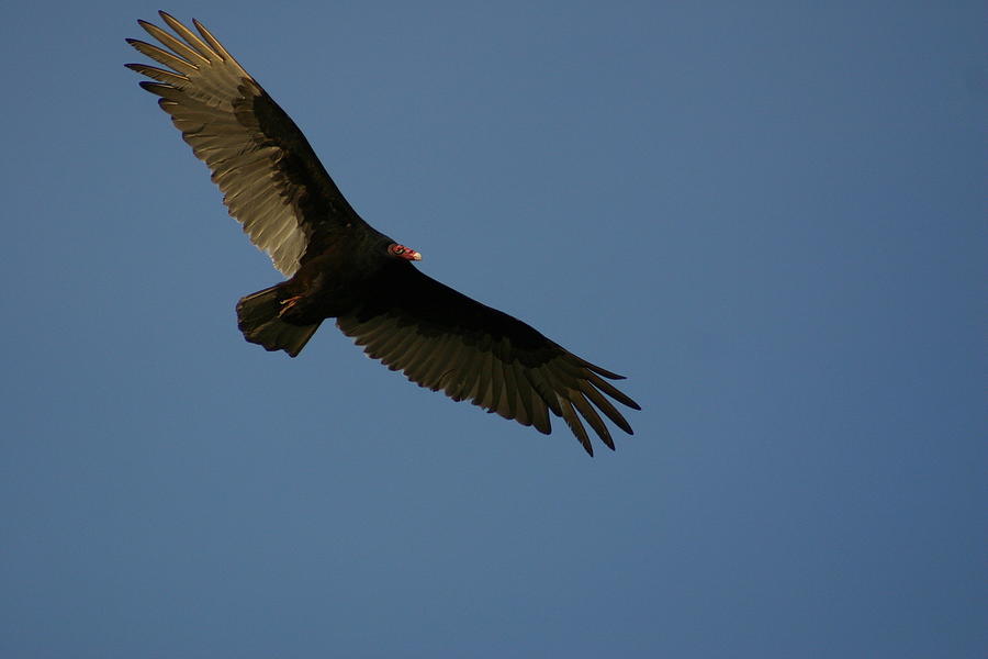 Turkey Vulture Hovering Photograph by Callen Harty | Fine Art America