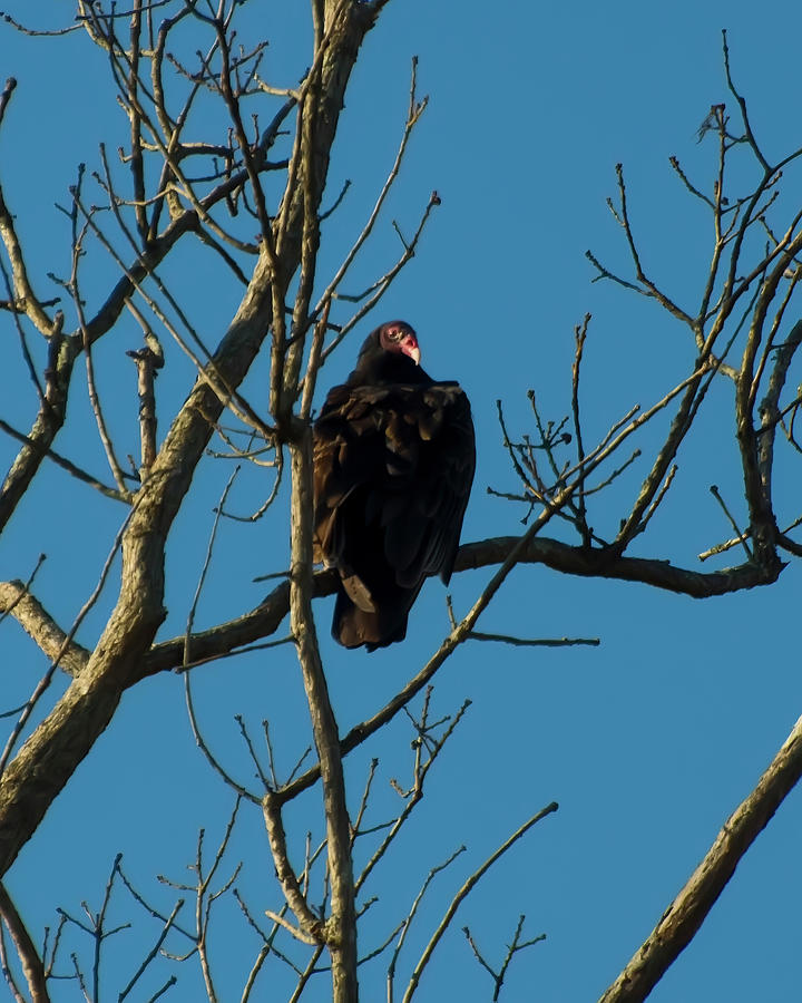 Turkey Vulture In A Tree Photograph by Flees Photos