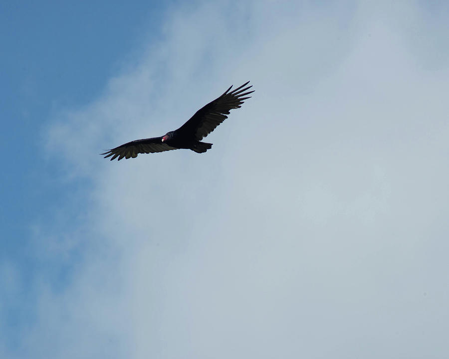 Turkey Vulture In Flight #2 Photograph