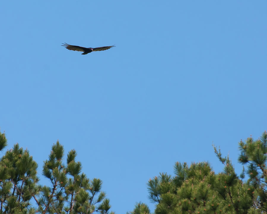 Turkey Vulture in flight #1 Photograph by Flees Photos