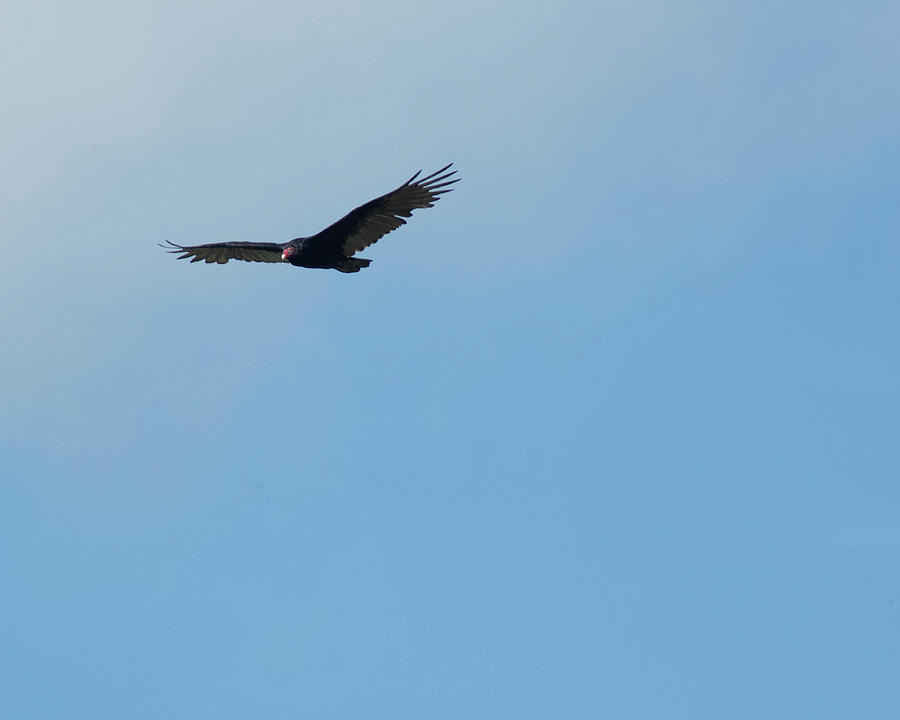 Turkey Vulture In Flight Photograph