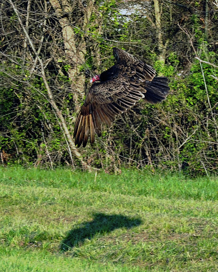Turkey Vulture In Flight Photograph by Flees Photos