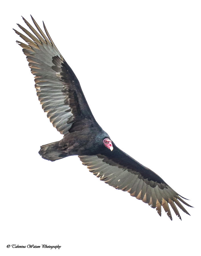 Turkey Vulture in Flight Photograph by Tahmina Watson