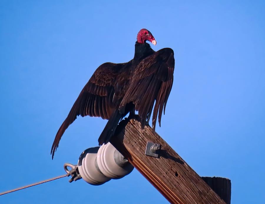Turkey Vulture in Horaltic Pose Photograph by Judy Kennedy