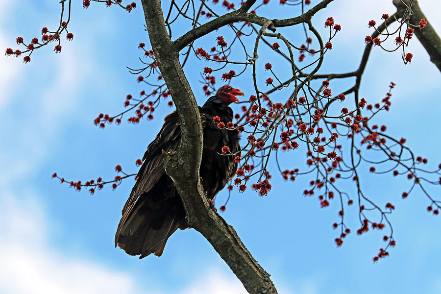 Turkey Vulture In Maple Tree In Spring Photograph by Debbie Oppermann