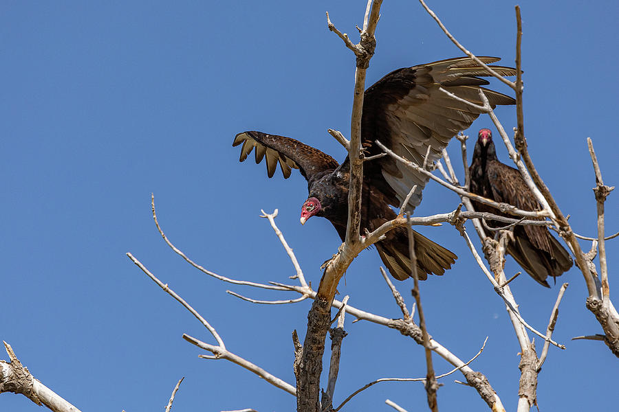Turkey Vulture Nails the Landing Photograph by Tony Hake