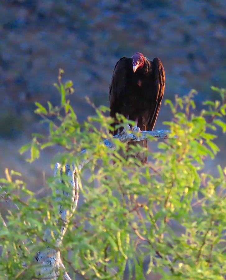 Turkey Vulture Natural Photograph by Judy Kennedy