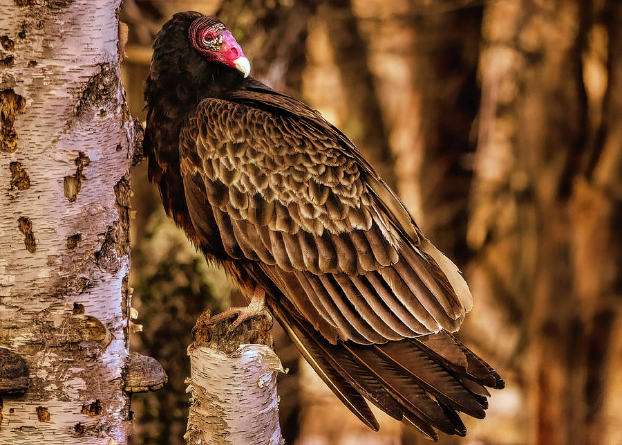Turkey Vulture On a Old Birch Photograph by Bob Orsillo