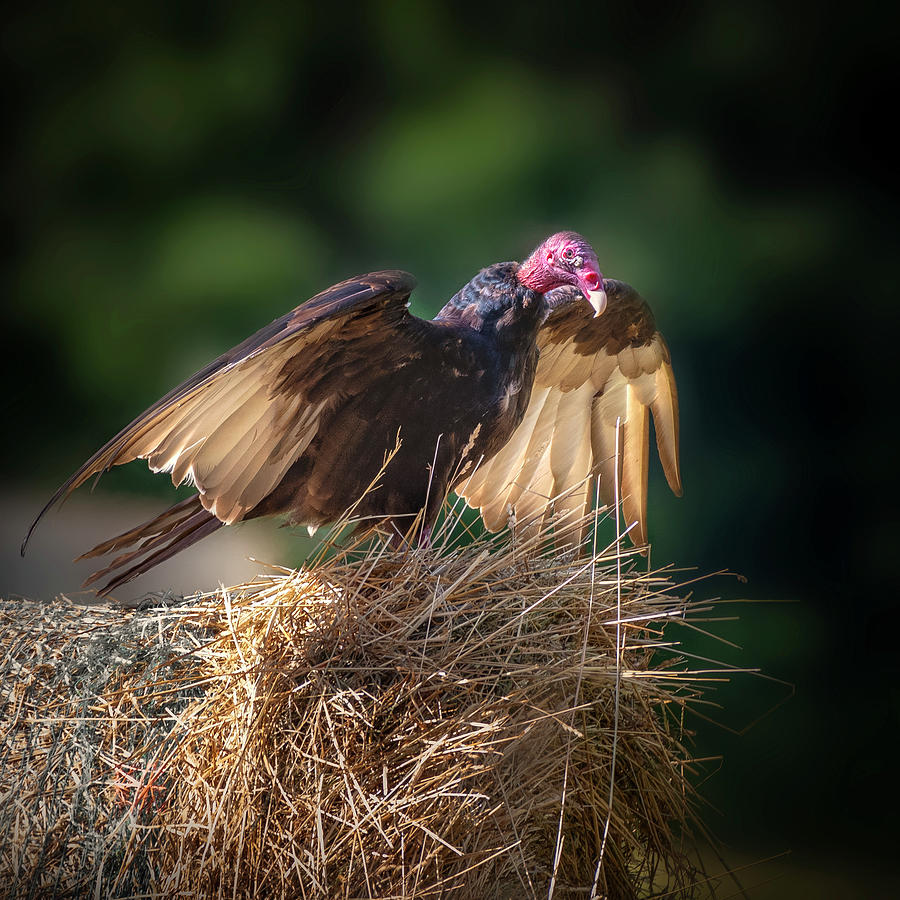 Turkey Vulture on Hay Photograph by Bill Wakeley