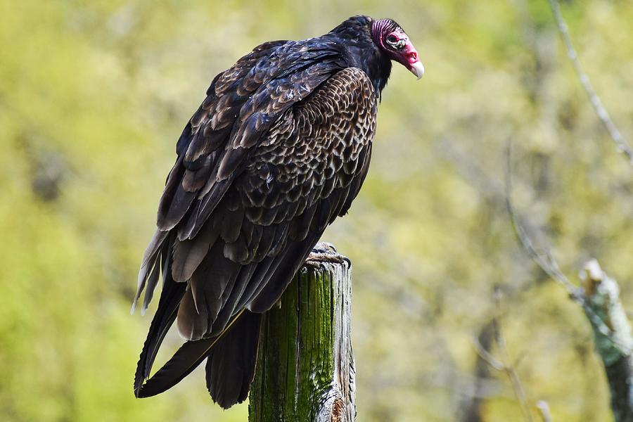 Turkey Vulture on the Hunt Photograph by Jason Przewoznik - Pixels