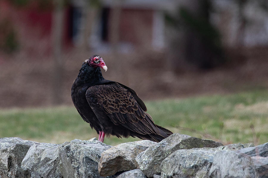 Turkey Vulture on the Rocks Photograph by Denise Kopko