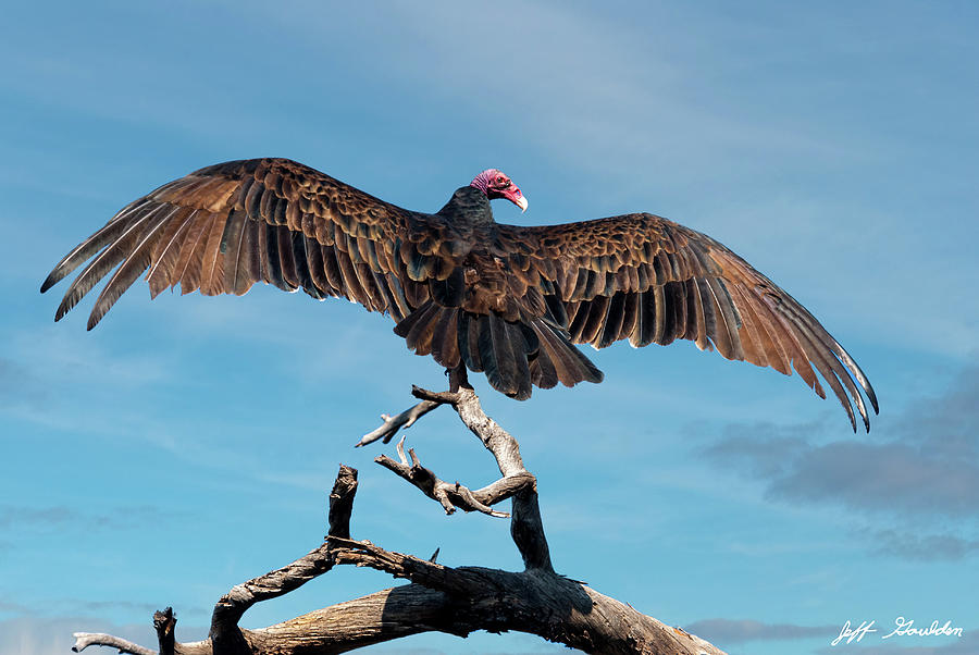 Turkey Vulture Perched in a Dead Tree Photograph by Jeff Goulden