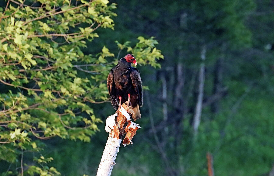 Turkey Vulture Perched On Birch Photograph by Debbie Oppermann - Fine ...