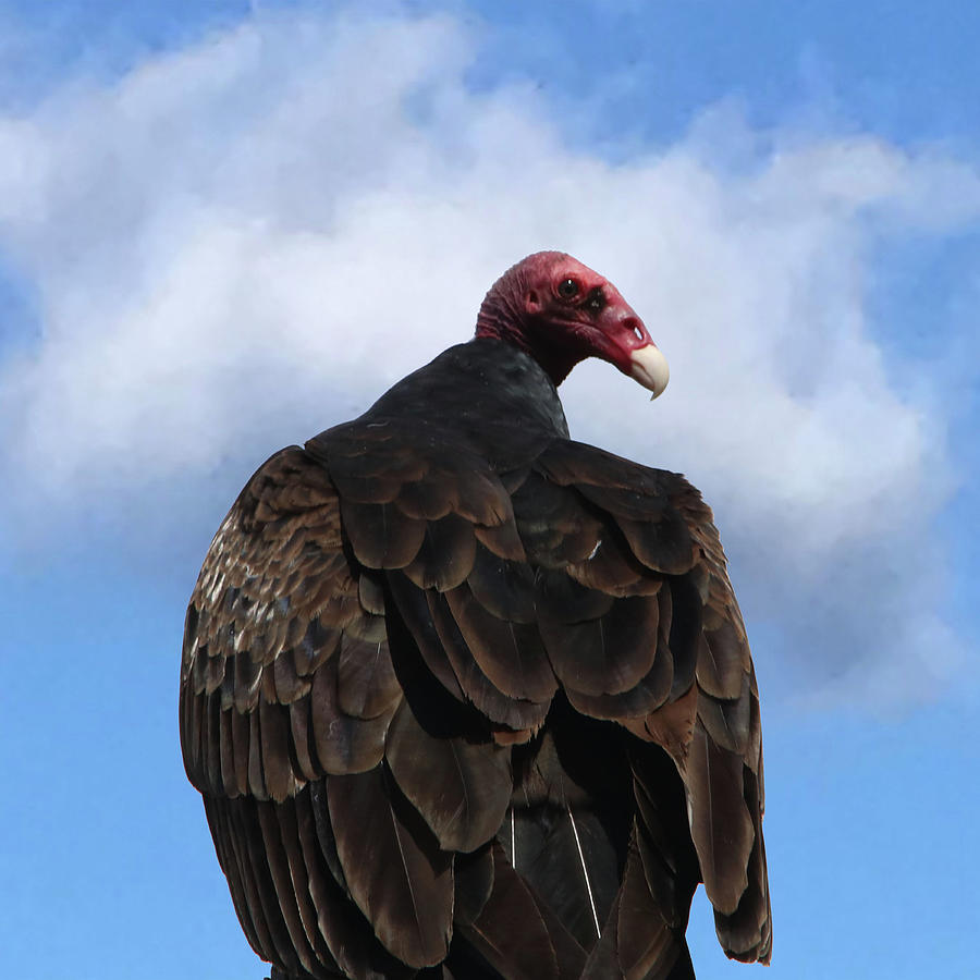 Turkey Vulture Photograph by Perry Hoffman