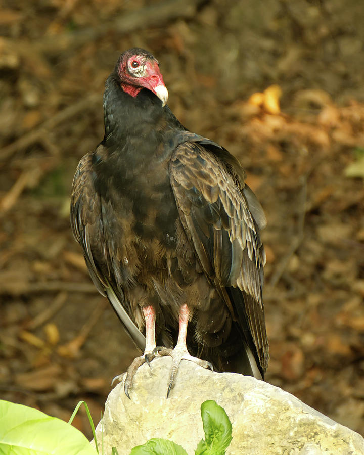 Turkey Vulture Portrait Photograph by Deborah Ritch