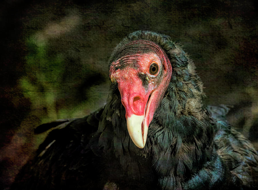 Turkey Vulture Portrait Photograph by Lowell Monke