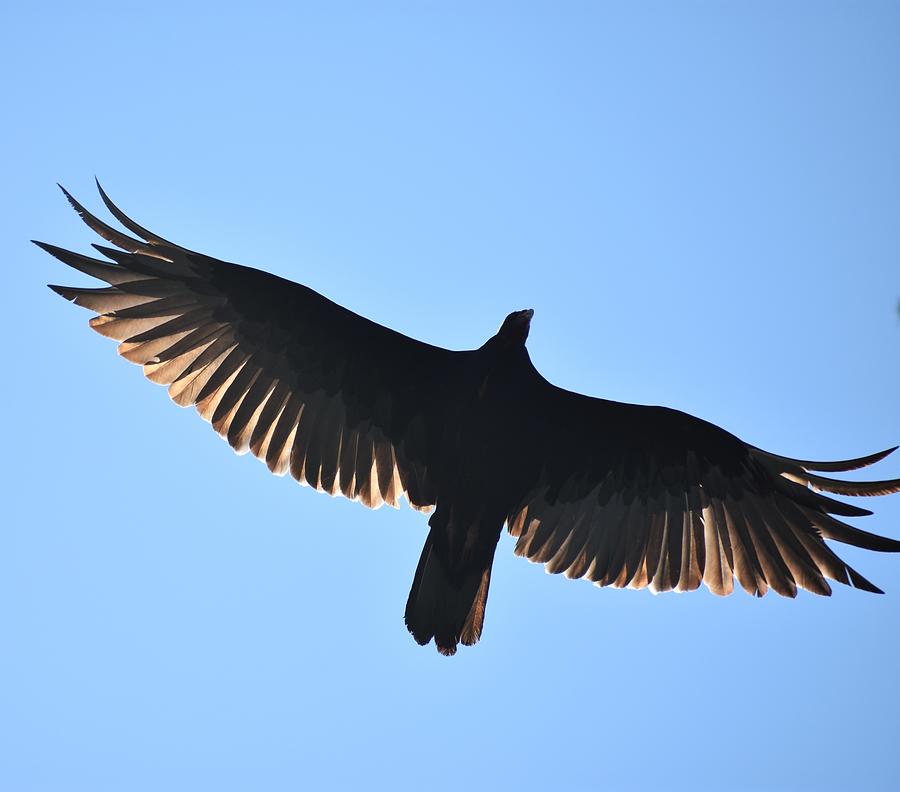 Turkey Vulture Shadow Photograph by Marta Pawlowski | Fine Art America