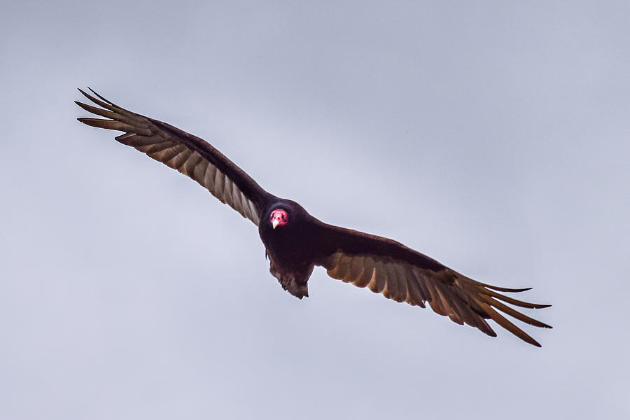 Turkey Vulture Soaring Photograph by David A Litman Fine Art America
