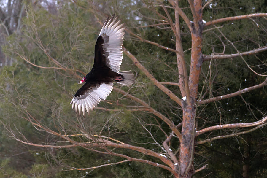 Turkey Vulture Soaring Photograph by Flinn Hackett