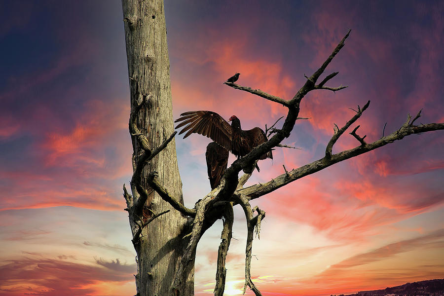 Turkey vulture spreading wings Photograph by Steve Estvanik