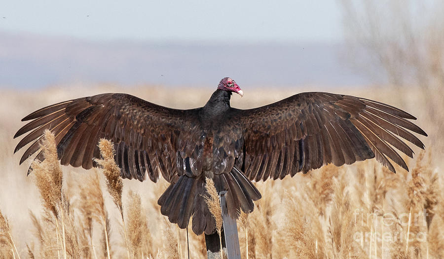 Turkey Vulture Sunning Photograph by Dennis Hammer