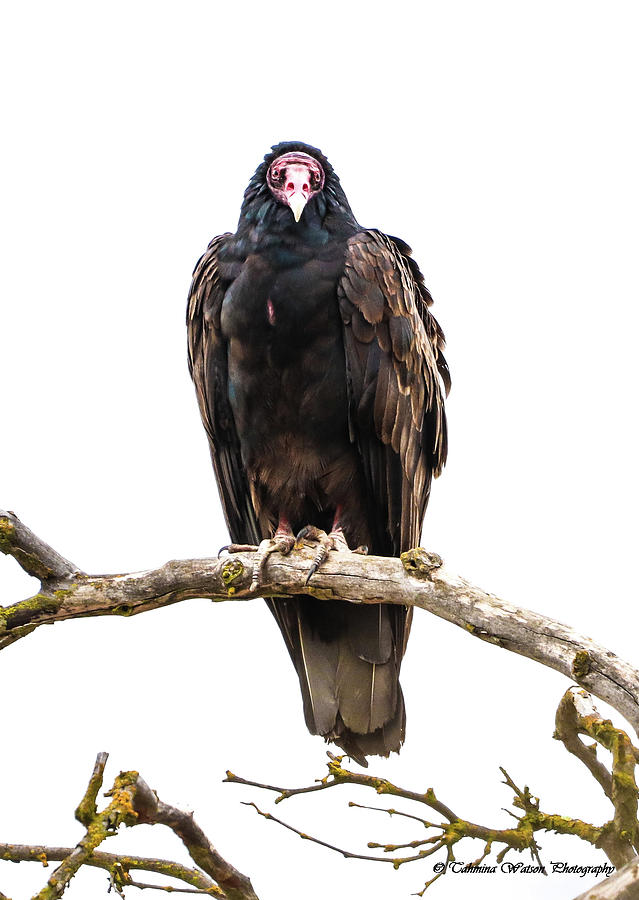 Turkey Vulture Photograph by Tahmina Watson