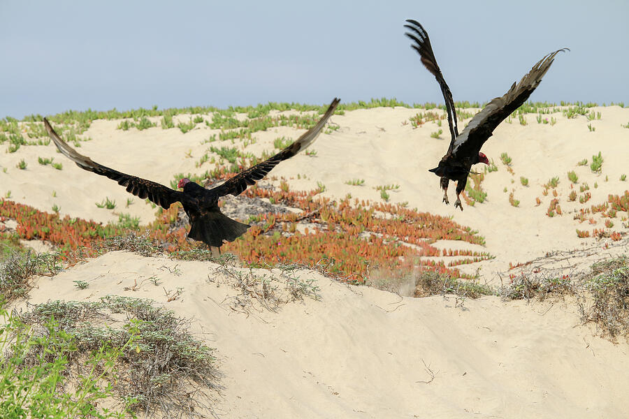 Turkey Vulture Take Off Photograph by Art Block Collections
