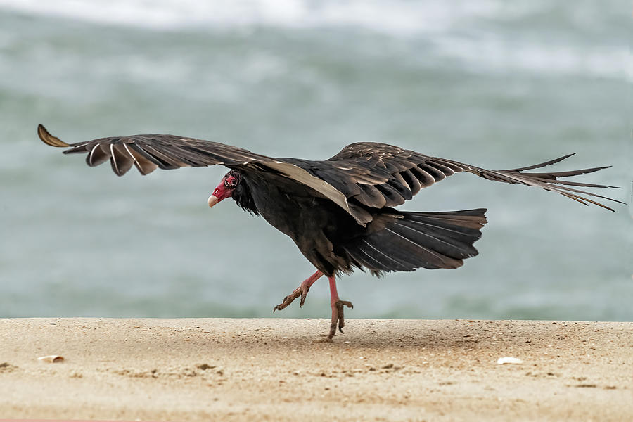 Turkey Vulture Tiptoe Photograph