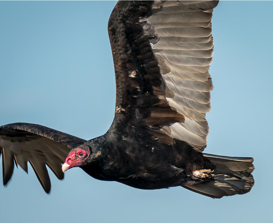 Turkey Vulture Up Close Photograph by Debra Martz