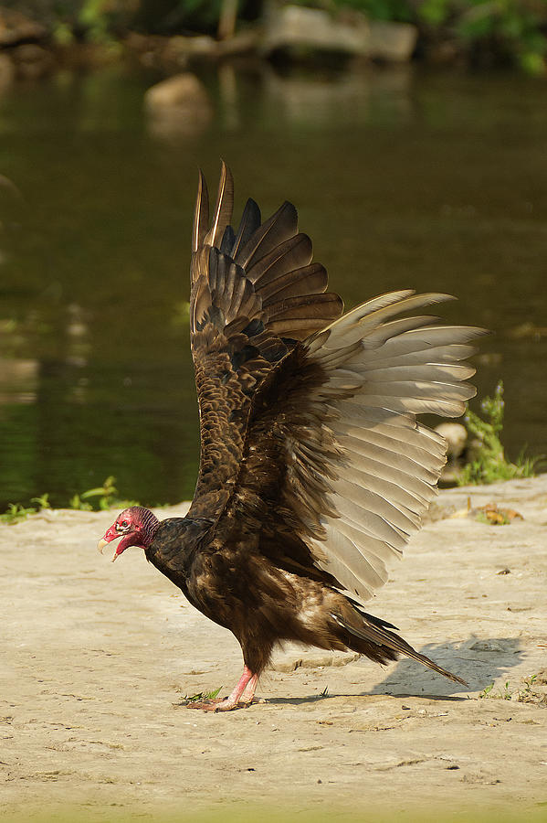 Turkey Vulture Wings Photograph by Deborah Ritch