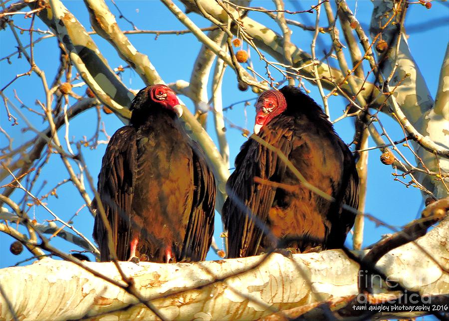Turkey Vultures And The Big Blue Sky Photograph by Tami Quigley
