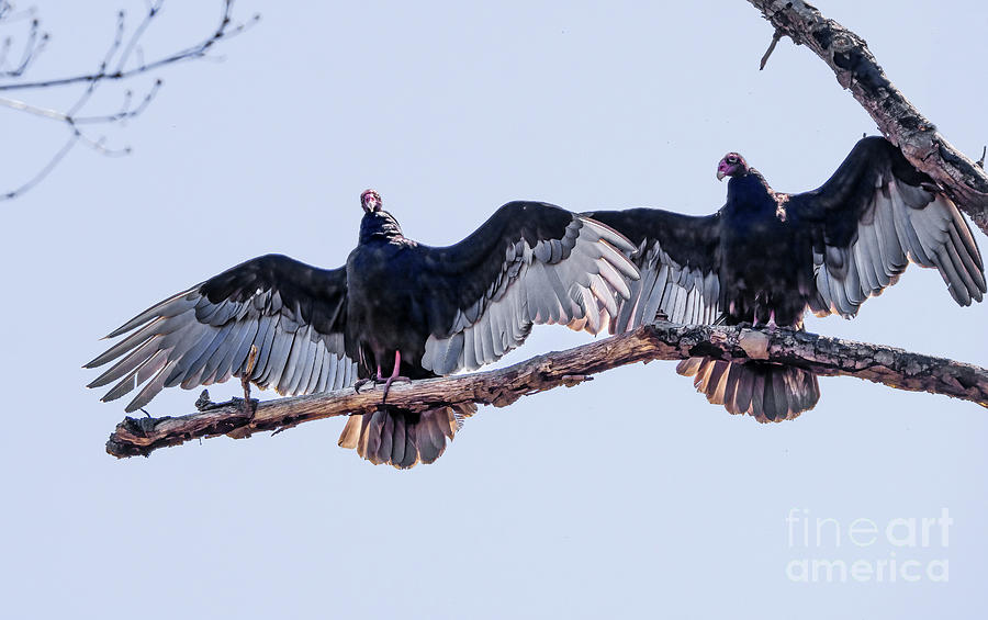 Turkey Vultures Photograph by Charline Xia