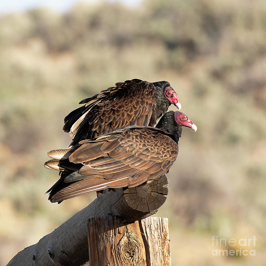 Turkey Vultures Photograph by Dennis Hammer