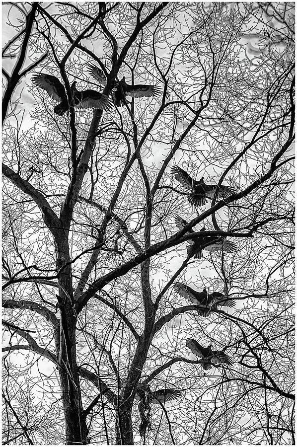 Turkey Vultures Photography Photograph by Louis Dallara