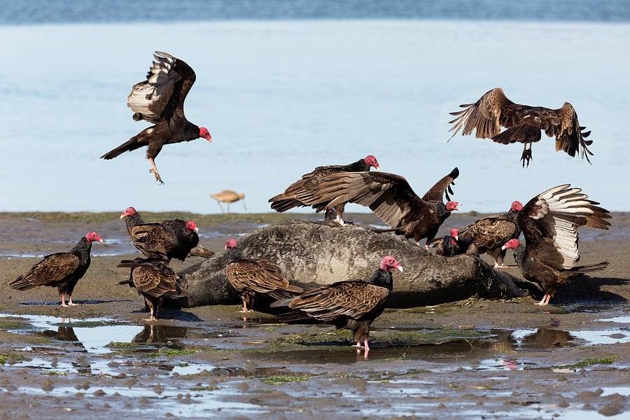 Turkey Vultures with Dead Sea Lion   Photograph by Kathleen Bishop