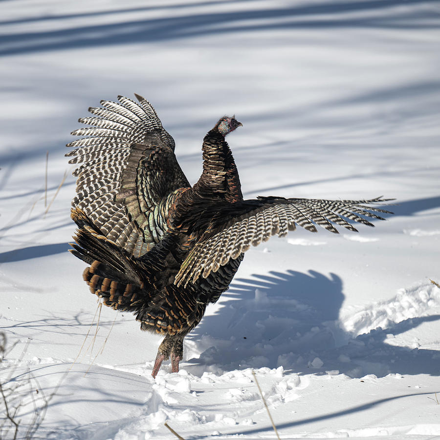 Turkey wings Photograph by Paul Freidlund