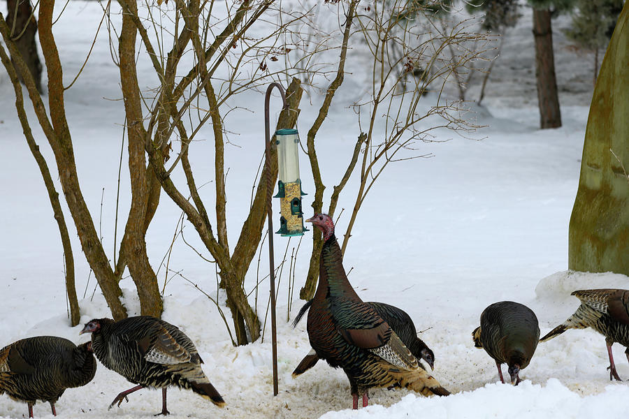Turkeys at a bird feeder Photograph by Jeff Swan