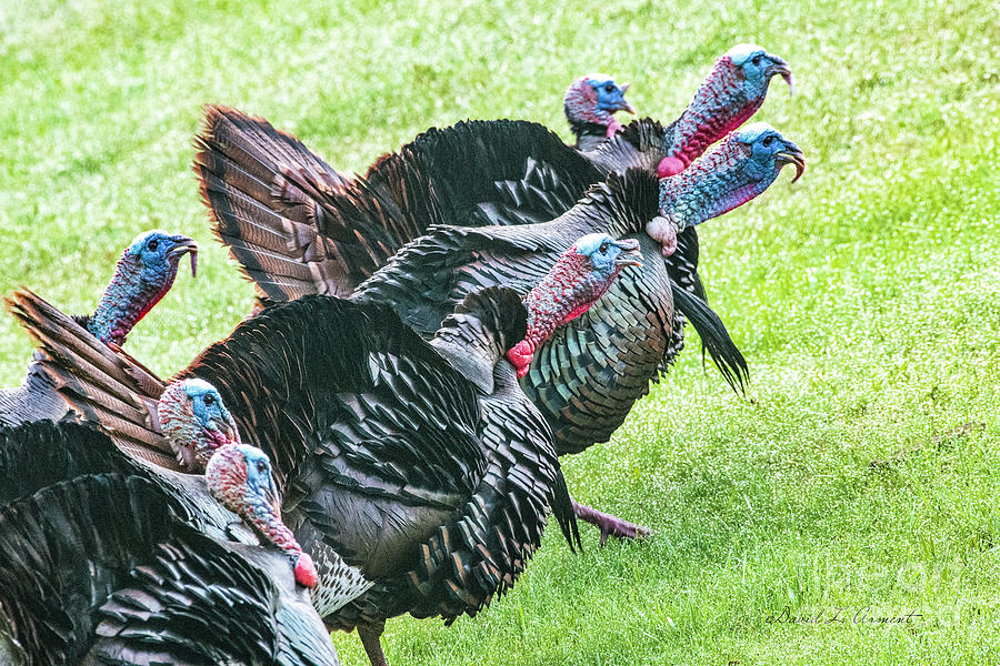 Turkeys Gobble Photograph by David Arment