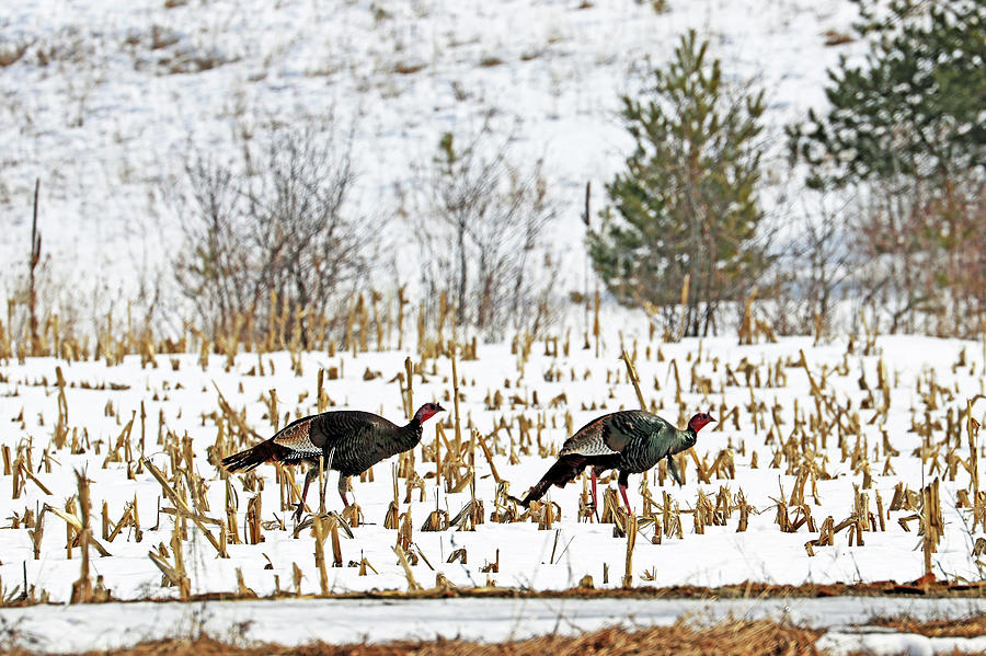 Turkeys In A Hurry Photograph by Debbie Oppermann