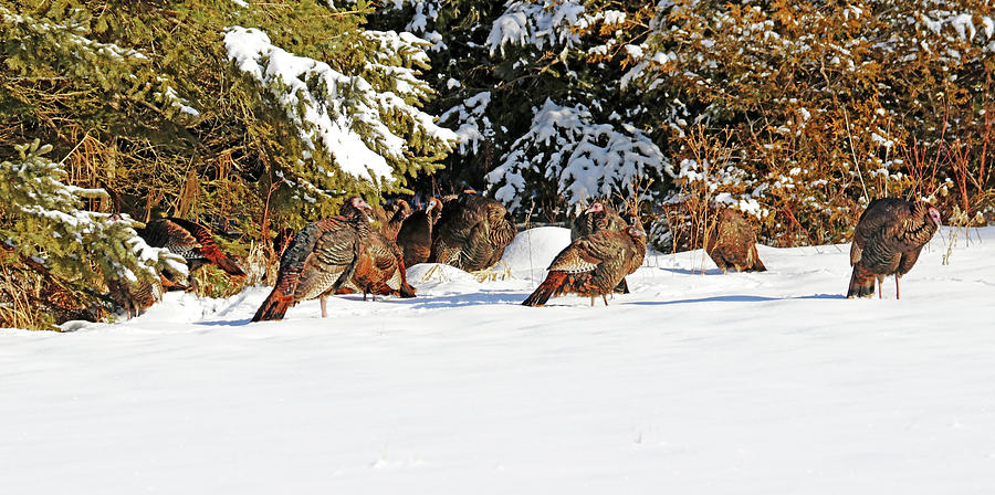 Turkeys In The Snow Photograph by Debbie Oppermann