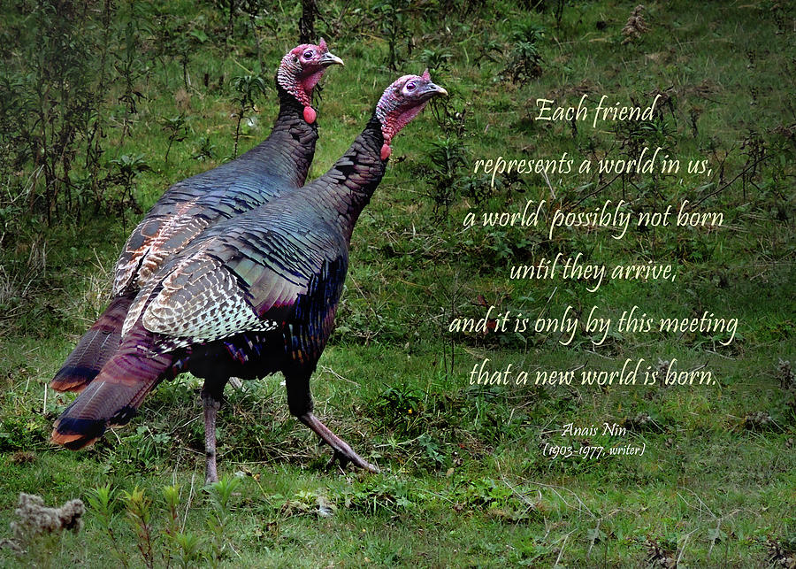 Turkeys of Friendship Photograph by Nancy Griswold