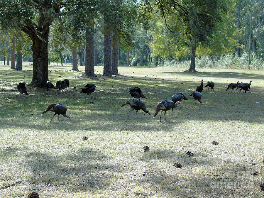 Turkeys On The Lawn Photograph by D Hackett