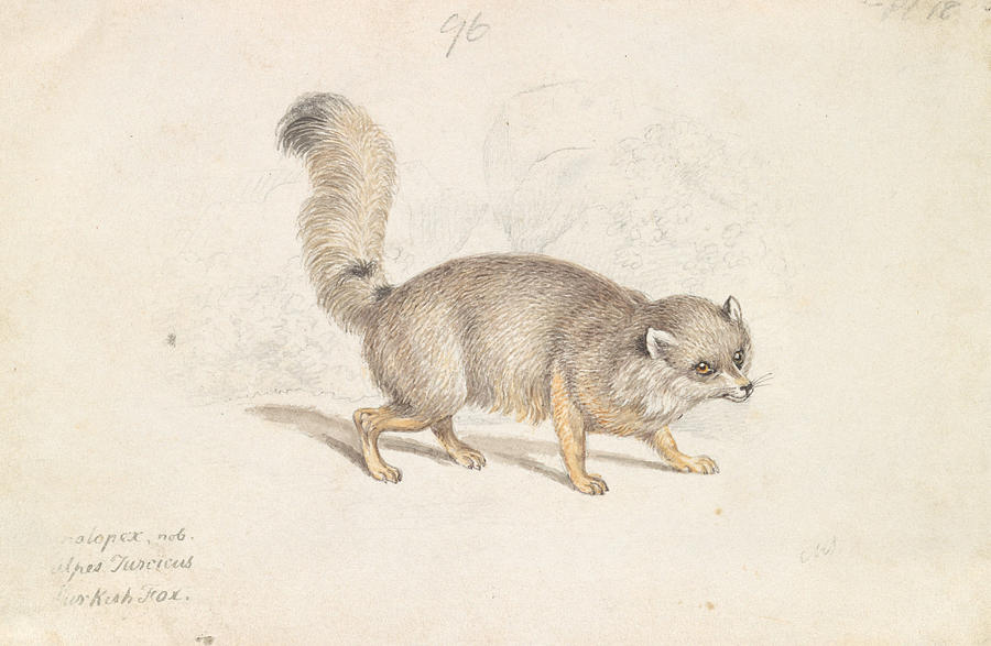 Turkish Dog-Fox Drawing by Charles Hamilton Smith