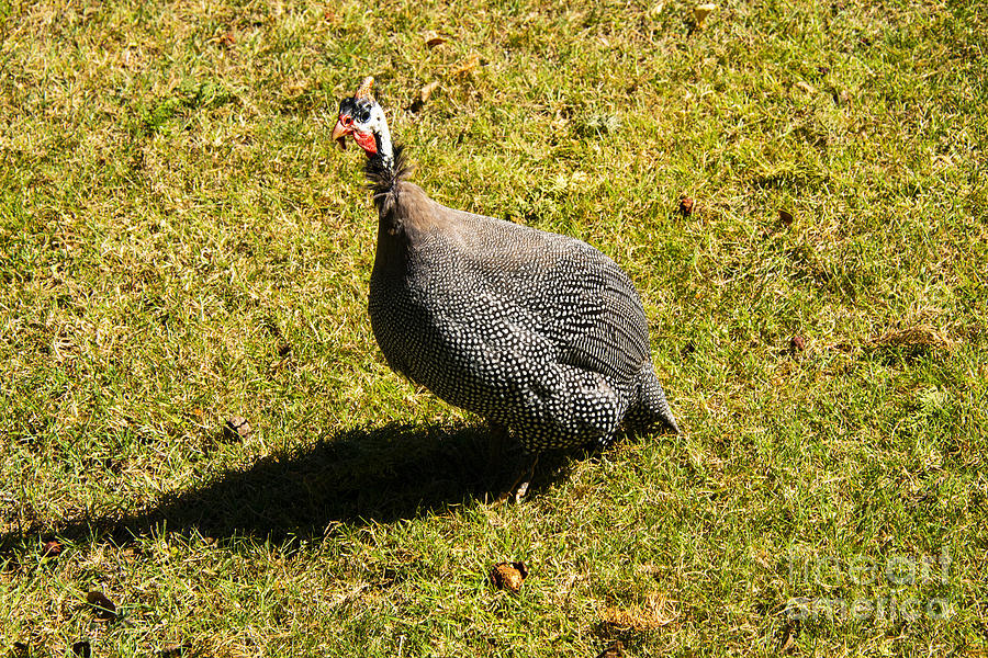 Turkish Guineafowl Photograph by Bob Phillips