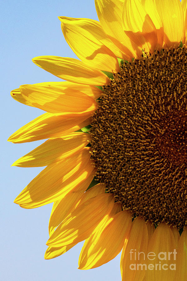 Turkish Sunflower Detail Photograph by Bob Phillips