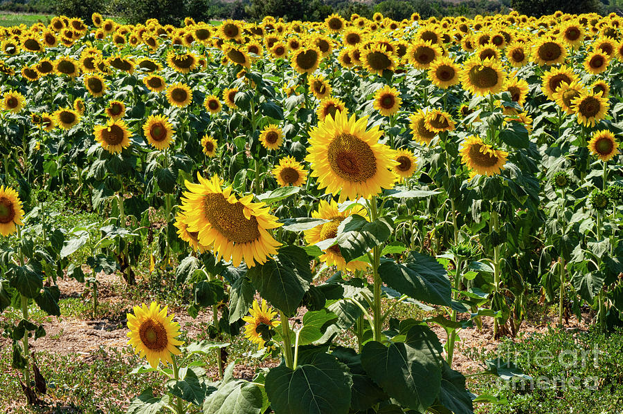 Turkish Sunflower Farm Photograph by Bob Phillips